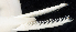 ( - BOIMB_0927)  @11 [ ] CreativeCommons  Attribution Non-Commercial Share-Alike (2019) The Smithsonian Institution The Smithsonian Institution National Museum of Natural History, Department of Invertebrate Zoology