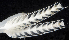  ( - BOIMB_0926)  @11 [ ] CreativeCommons  Attribution Non-Commercial Share-Alike (2019) The Smithsonian Institution The Smithsonian Institution National Museum of Natural History, Department of Invertebrate Zoology
