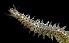  ( - BOIMB_0663)  @11 [ ] CreativeCommons  Attribution Non-Commercial Share-Alike (2019) The Smithsonian Institution The Smithsonian Institution National Museum of Natural History, Department of Invertebrate Zoology
