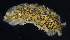  ( - BOIMB_0867)  @11 [ ] CreativeCommons  Attribution Non-Commercial Share-Alike (2019) The Smithsonian Institution The Smithsonian Institution National Museum of Natural History, Department of Invertebrate Zoology