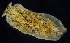  ( - BOIMB_0865)  @11 [ ] CreativeCommons  Attribution Non-Commercial Share-Alike (2019) The Smithsonian Institution The Smithsonian Institution National Museum of Natural History, Department of Invertebrate Zoology