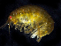  (Protohyale frequens - BOIMB_0657)  @11 [ ] CreativeCommons  Attribution Non-Commercial Share-Alike (2019) The Smithsonian Institution The Smithsonian Institution National Museum of Natural History, Department of Invertebrate Zoology