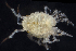  (Munna sp - BOIMB_0562)  @11 [ ] CreativeCommons  Attribution Non-Commercial Share-Alike (2019) The Smithsonian Institution The Smithsonian Institution National Museum of Natural History, Department of Invertebrate Zoology