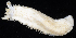  (Pseudocnus lubricus - BOIMB_0885)  @11 [ ] CreativeCommons  Attribution Non-Commercial Share-Alike (2019) The Smithsonian Institution The Smithsonian Institution National Museum of Natural History, Department of Invertebrate Zoology