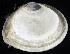  (Macoma sp. A - BOIMB_0952)  @11 [ ] CreativeCommons  Attribution Non-Commercial Share-Alike (2019) The Smithsonian Institution The Smithsonian Institution National Museum of Natural History, Department of Invertebrate Zoology
