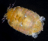  ( - BOIMB_1099)  @11 [ ] CreativeCommons  Attribution Non-Commercial Share-Alike (2019) The Smithsonian Institution The Smithsonian Institution National Museum of Natural History, Department of Invertebrate Zoology