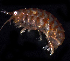  ( - BOIMB_1108)  @11 [ ] CreativeCommons  Attribution Non-Commercial Share-Alike (2019) The Smithsonian Institution The Smithsonian Institution National Museum of Natural History, Department of Invertebrate Zoology
