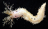  ( - BOIMB_1130)  @11 [ ] CreativeCommons  Attribution Non-Commercial Share-Alike (2019) The Smithsonian Institution The Smithsonian Institution National Museum of Natural History, Department of Invertebrate Zoology