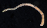  (Amphiporus cf. cruentatus - BOIMB_0477)  @11 [ ] CreativeCommons  Attribution Non-Commercial Share-Alike (2019) The Smithsonian Institution The Smithsonian Institution National Museum of Natural History, Department of Invertebrate Zoology