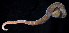  ( - BOIMB_0478)  @11 [ ] CreativeCommons  Attribution Non-Commercial Share-Alike (2019) The Smithsonian Institution The Smithsonian Institution National Museum of Natural History, Department of Invertebrate Zoology