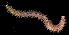 (Hediste diadroma - BOIMB_1242)  @11 [ ] CreativeCommons  Attribution Non-Commercial Share-Alike (2019) The Smithsonian Institution The Smithsonian Institution National Museum of Natural History, Department of Invertebrate Zoology