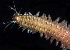  ( - BOIMB_1242)  @11 [ ] CreativeCommons  Attribution Non-Commercial Share-Alike (2019) The Smithsonian Institution The Smithsonian Institution National Museum of Natural History, Department of Invertebrate Zoology