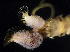  ( - BOIMB_1250)  @11 [ ] CreativeCommons  Attribution Non-Commercial Share-Alike (2019) The Smithsonian Institution The Smithsonian Institution National Museum of Natural History, Department of Invertebrate Zoology