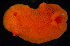  (Aldisa sanguinea - BOIMB_0390)  @11 [ ] CreativeCommons  Attribution Non-Commercial Share-Alike (2019) The Smithsonian Institution The Smithsonian Institution National Museum of Natural History, Department of Invertebrate Zoology