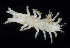  (Metapseudidae - BOIMB_1624)  @11 [ ] CreativeCommons  Attribution Non-Commercial Share-Alike (2019) The Smithsonian Institution The Smithsonian Institution National Museum of Natural History, Department of Invertebrate Zoology