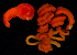  ( - BOIMB_0464)  @11 [ ] CreativeCommons  Attribution Non-Commercial Share-Alike (2019) The Smithsonian Institution The Smithsonian Institution National Museum of Natural History, Department of Invertebrate Zoology