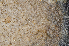 ( - BOIMB_1974)  @11 [ ] CreativeCommons  Attribution Non-Commercial Share-Alike (2019) The Smithsonian Institution The Smithsonian Institution National Museum of Natural History, Department of Invertebrate Zoology