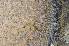  ( - BOIMB_1974)  @11 [ ] CreativeCommons  Attribution Non-Commercial Share-Alike (2019) The Smithsonian Institution The Smithsonian Institution National Museum of Natural History, Department of Invertebrate Zoology