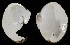  ( - BOIMB_0276)  @11 [ ] CreativeCommons  Attribution Non-Commercial Share-Alike (2019) The Smithsonian Institution The Smithsonian Institution National Museum of Natural History, Department of Invertebrate Zoology