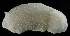  ( - BOIMB_0406)  @11 [ ] CreativeCommons  Attribution Non-Commercial Share-Alike (2019) The Smithsonian Institution The Smithsonian Institution National Museum of Natural History, Department of Invertebrate Zoology