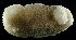  ( - BOIMB_0407)  @11 [ ] CreativeCommons  Attribution Non-Commercial Share-Alike (2019) The Smithsonian Institution The Smithsonian Institution National Museum of Natural History, Department of Invertebrate Zoology