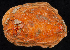  ( - BOIMB_2378)  @11 [ ] CreativeCommons  Attribution Non-Commercial Share-Alike (2019) The Smithsonian Institution The Smithsonian Institution National Museum of Natural History, Department of Invertebrate Zoology