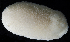  ( - BOIMB_0917)  @11 [ ] CreativeCommons  Attribution Non-Commercial Share-Alike (2019) The Smithsonian Institution The Smithsonian Institution National Museum of Natural History, Department of Invertebrate Zoology