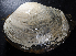  ( - BOIMB_1194)  @11 [ ] CreativeCommons  Attribution Non-Commercial Share-Alike (2019) The Smithsonian Institution The Smithsonian Institution National Museum of Natural History, Department of Invertebrate Zoology
