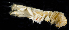  ( - BOIMB_0859)  @11 [ ] CreativeCommons  Attribution Non-Commercial Share-Alike (2019) The Smithsonian Institution The Smithsonian Institution National Museum of Natural History, Department of Invertebrate Zoology