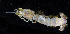  ( - BOIMB_0873)  @11 [ ] CreativeCommons  Attribution Non-Commercial Share-Alike (2019) The Smithsonian Institution The Smithsonian Institution National Museum of Natural History, Department of Invertebrate Zoology