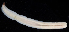  ( - BOIMB_1179)  @11 [ ] CreativeCommons  Attribution Non-Commercial Share-Alike (2019) The Smithsonian Institution The Smithsonian Institution National Museum of Natural History, Department of Invertebrate Zoology