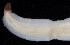  ( - BOIMB_1179)  @11 [ ] CreativeCommons  Attribution Non-Commercial Share-Alike (2019) The Smithsonian Institution The Smithsonian Institution National Museum of Natural History, Department of Invertebrate Zoology
