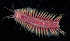  ( - BOIMB_1079)  @11 [ ] CreativeCommons  Attribution Non-Commercial Share-Alike (2019) The Smithsonian Institution The Smithsonian Institution National Museum of Natural History, Department of Invertebrate Zoology