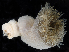  ( - BOIMB_1149)  @11 [ ] CreativeCommons  Attribution Non-Commercial Share-Alike (2019) The Smithsonian Institution The Smithsonian Institution National Museum of Natural History, Department of Invertebrate Zoology