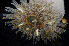  ( - BOIMB_1149)  @11 [ ] CreativeCommons  Attribution Non-Commercial Share-Alike (2019) The Smithsonian Institution The Smithsonian Institution National Museum of Natural History, Department of Invertebrate Zoology