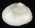  ( - BOIMB_1415)  @11 [ ] CreativeCommons  Attribution Non-Commercial Share-Alike (2019) The Smithsonian Institution The Smithsonian Institution National Museum of Natural History, Department of Invertebrate Zoology