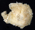  (Tegella horrida - BOIMB_1678)  @11 [ ] CreativeCommons  Attribution Non-Commercial Share-Alike (2019) The Smithsonian Institution The Smithsonian Institution National Museum of Natural History, Department of Invertebrate Zoology