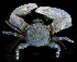  ( - BOIMB_1922)  @11 [ ] CreativeCommons  Attribution Non-Commercial Share-Alike (2019) The Smithsonian Institution The Smithsonian Institution National Museum of Natural History, Department of Invertebrate Zoology