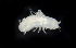  ( - BOIMB_1897)  @11 [ ] CreativeCommons  Attribution Non-Commercial Share-Alike (2019) The Smithsonian Institution The Smithsonian Institution National Museum of Natural History, Department of Invertebrate Zoology