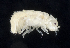  ( - BOIMB_1898)  @11 [ ] CreativeCommons  Attribution Non-Commercial Share-Alike (2019) The Smithsonian Institution The Smithsonian Institution National Museum of Natural History, Department of Invertebrate Zoology
