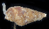  ( - BOIMB_2085)  @11 [ ] CreativeCommons  Attribution Non-Commercial Share-Alike (2019) The Smithsonian Institution The Smithsonian Institution National Museum of Natural History, Department of Invertebrate Zoology