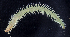  ( - BOIMB_2181)  @11 [ ] CreativeCommons  Attribution Non-Commercial Share-Alike (2019) The Smithsonian Institution The Smithsonian Institution National Museum of Natural History, Department of Invertebrate Zoology