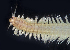  ( - BOIMB_2181)  @11 [ ] CreativeCommons  Attribution Non-Commercial Share-Alike (2019) The Smithsonian Institution The Smithsonian Institution National Museum of Natural History, Department of Invertebrate Zoology