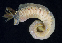  ( - BOIMB_2185)  @11 [ ] CreativeCommons  Attribution Non-Commercial Share-Alike (2019) The Smithsonian Institution The Smithsonian Institution National Museum of Natural History, Department of Invertebrate Zoology
