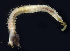  ( - BOIMB_2199)  @11 [ ] CreativeCommons  Attribution Non-Commercial Share-Alike (2019) The Smithsonian Institution The Smithsonian Institution National Museum of Natural History, Department of Invertebrate Zoology