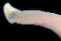  ( - BOIMB_2374)  @11 [ ] CreativeCommons  Attribution Non-Commercial Share-Alike (2019) The Smithsonian Institution The Smithsonian Institution National Museum of Natural History, Department of Invertebrate Zoology