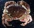  (Cancer antennarius - BOIMB_0011)  @11 [ ] CreativeCommons  Attribution Non-Commercial Share-Alike (2019) The Smithsonian Institution The Smithsonian Institution National Museum of Natural History, Department of Invertebrate Zoology