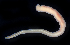  (Amphiporus cruentatus - BOIMB_1476)  @11 [ ] CreativeCommons  Attribution Non-Commercial Share-Alike (2019) The Smithsonian Institution The Smithsonian Institution National Museum of Natural History, Department of Invertebrate Zoology