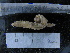  ( - MACNINVCTAP0022)  @11 [ ] CreativeCommons - Attribution Non-Commercial (2013) Unspecified MACN