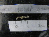  (Syllis prolixa - MACNINVCTAP0043)  @11 [ ] CreativeCommons - Attribution Non-Commercial (2013) Unspecified MACN
